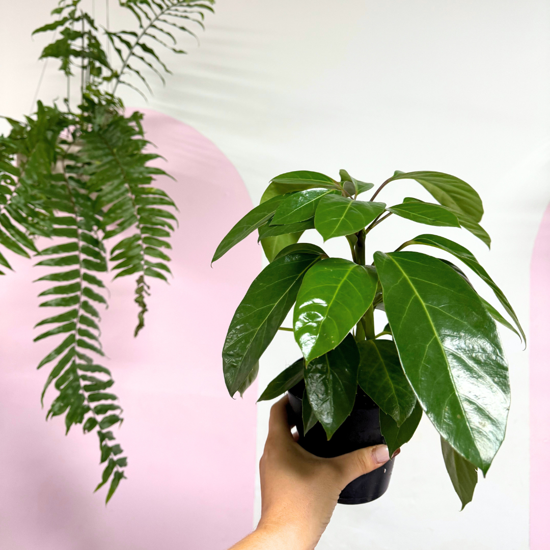 Dwarf Umbrella Tree
