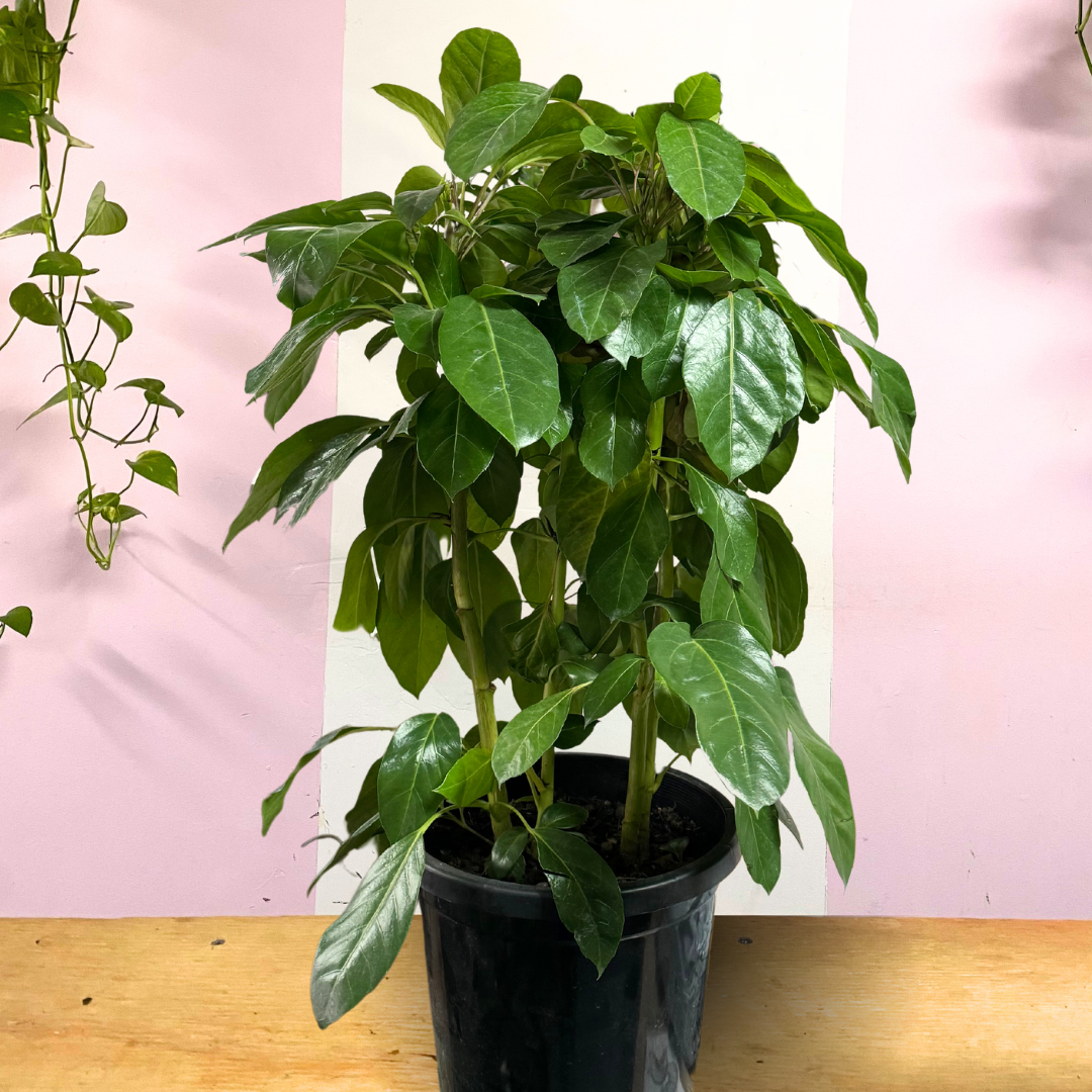 Umbrella Tree