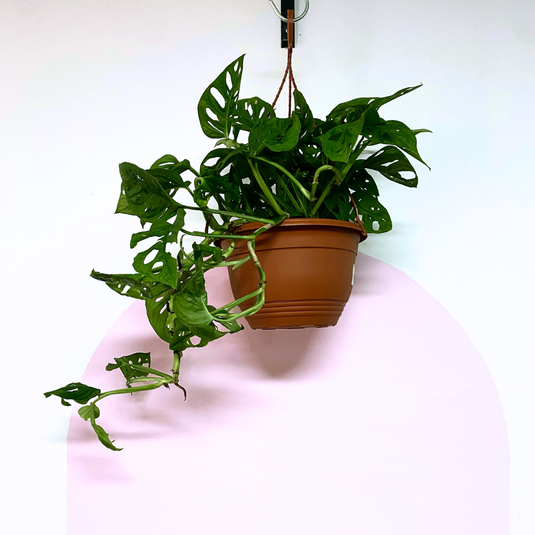 Monstera Adansonii 'Swiss Cheese Plant' Monkey Mask Hanging Basket