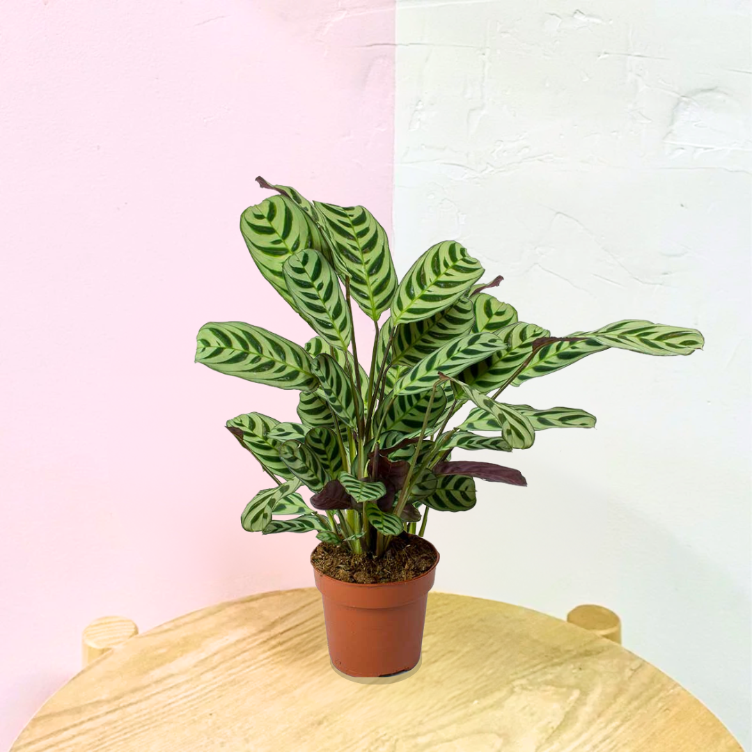 Ctenanthe Burle Marxii