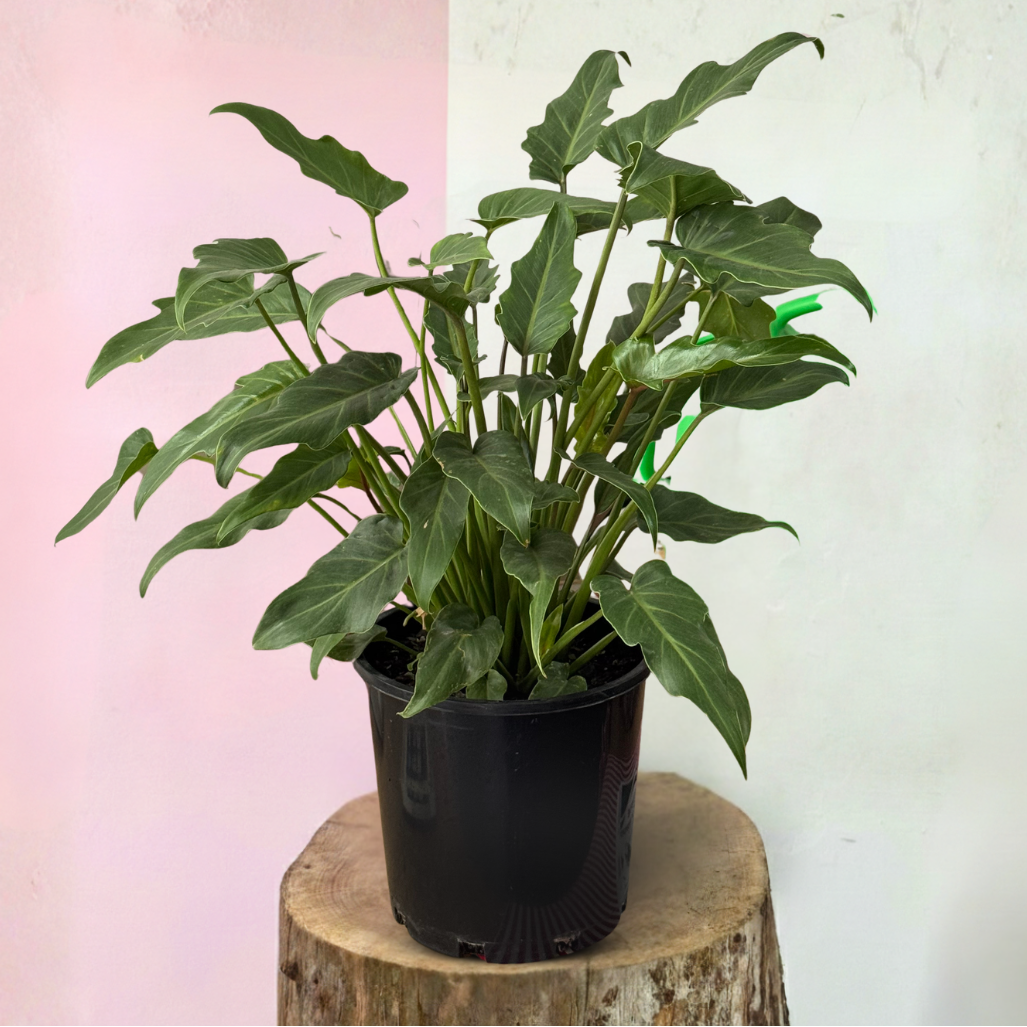 Philodendron Xanadu – Low-Light Indoor Plant