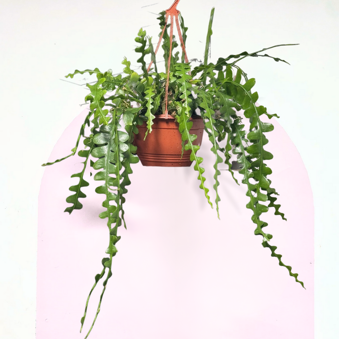 Fishbone 'Zig Zag' Cactus