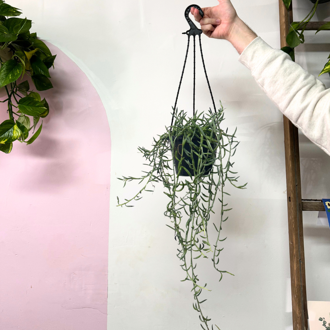 trailing banana succulent String of Banana – Trailing Succulent