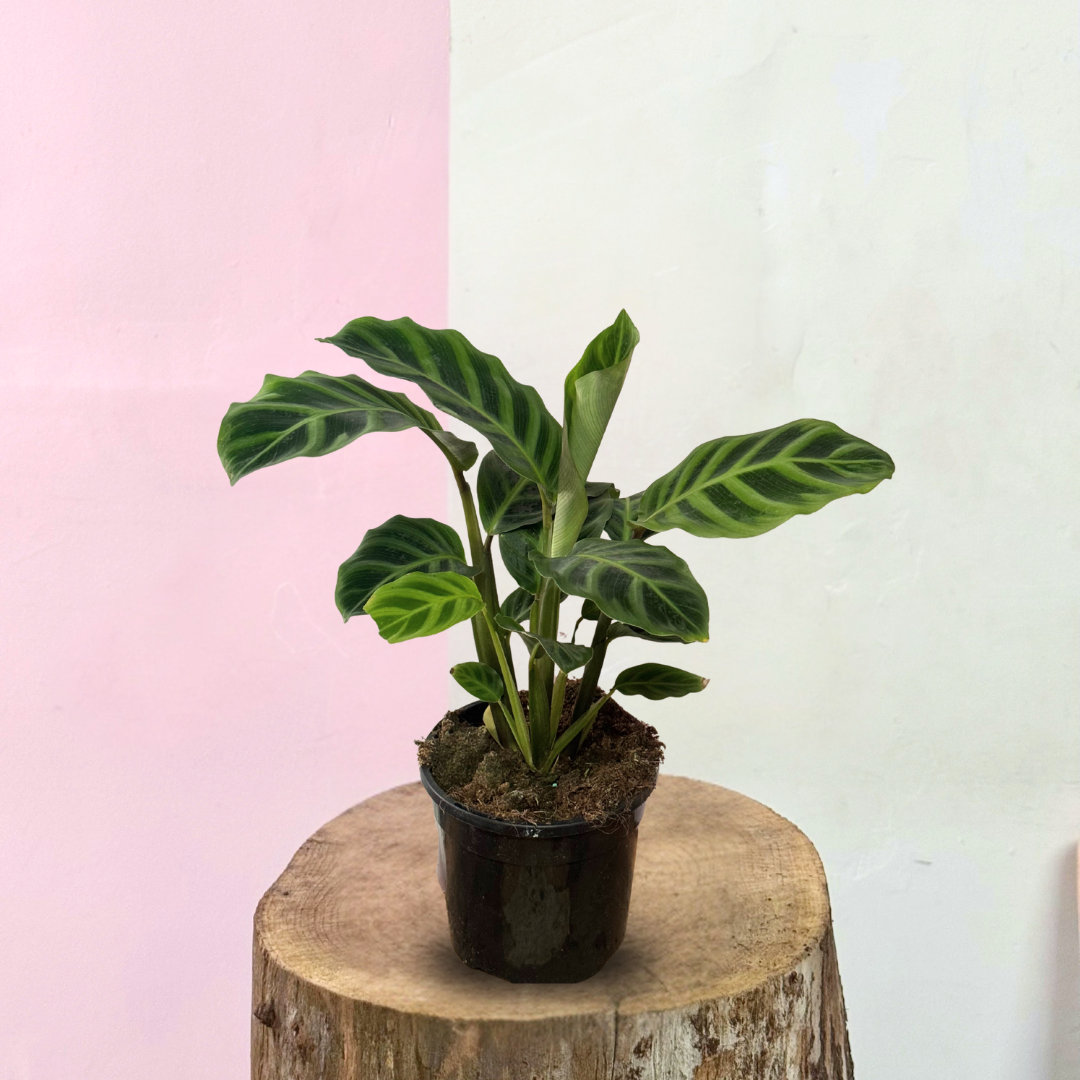 Calathea Zebrina – Low-Light Indoor Plant