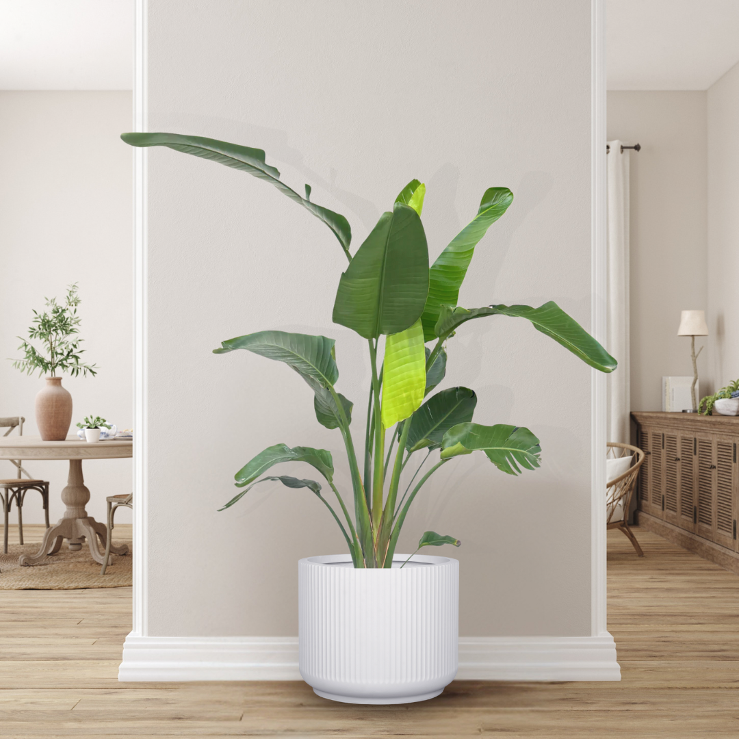 Corrugated Cylinder Pot - White