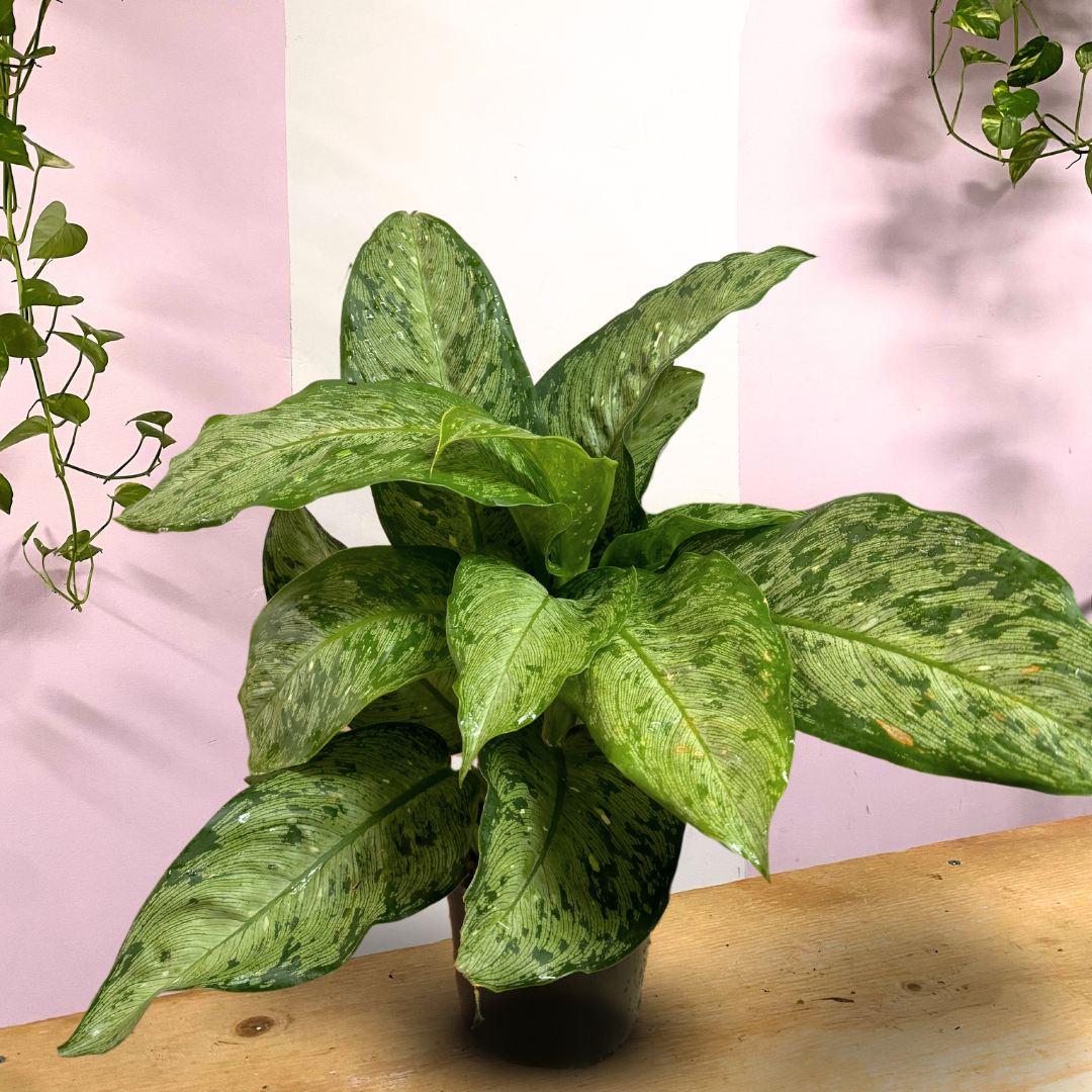 dieffenbachia snow memoria corsii Dieffenbachia Memoria Corsii – Low-Light Indoor Plant