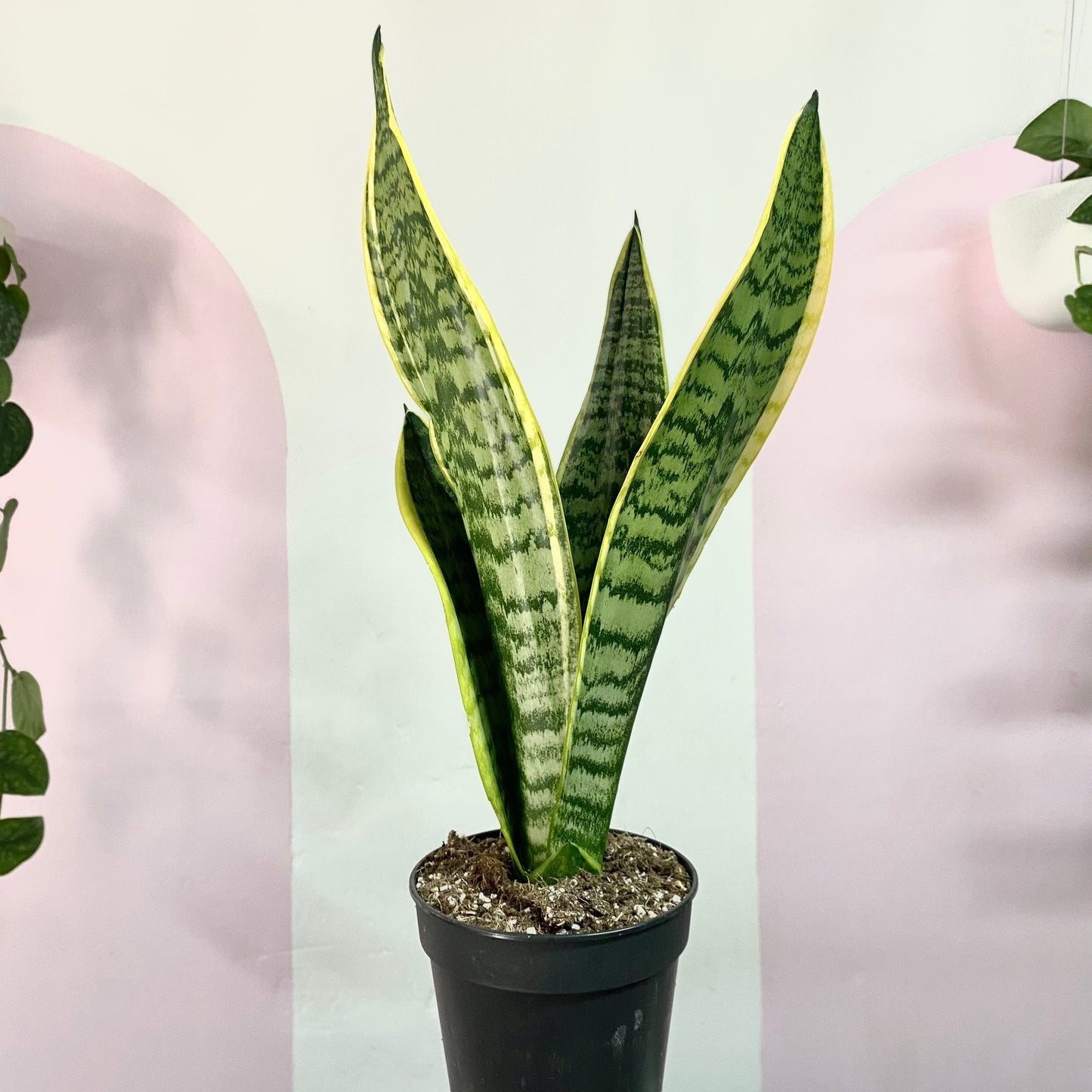 Sansevieria Snake Plant