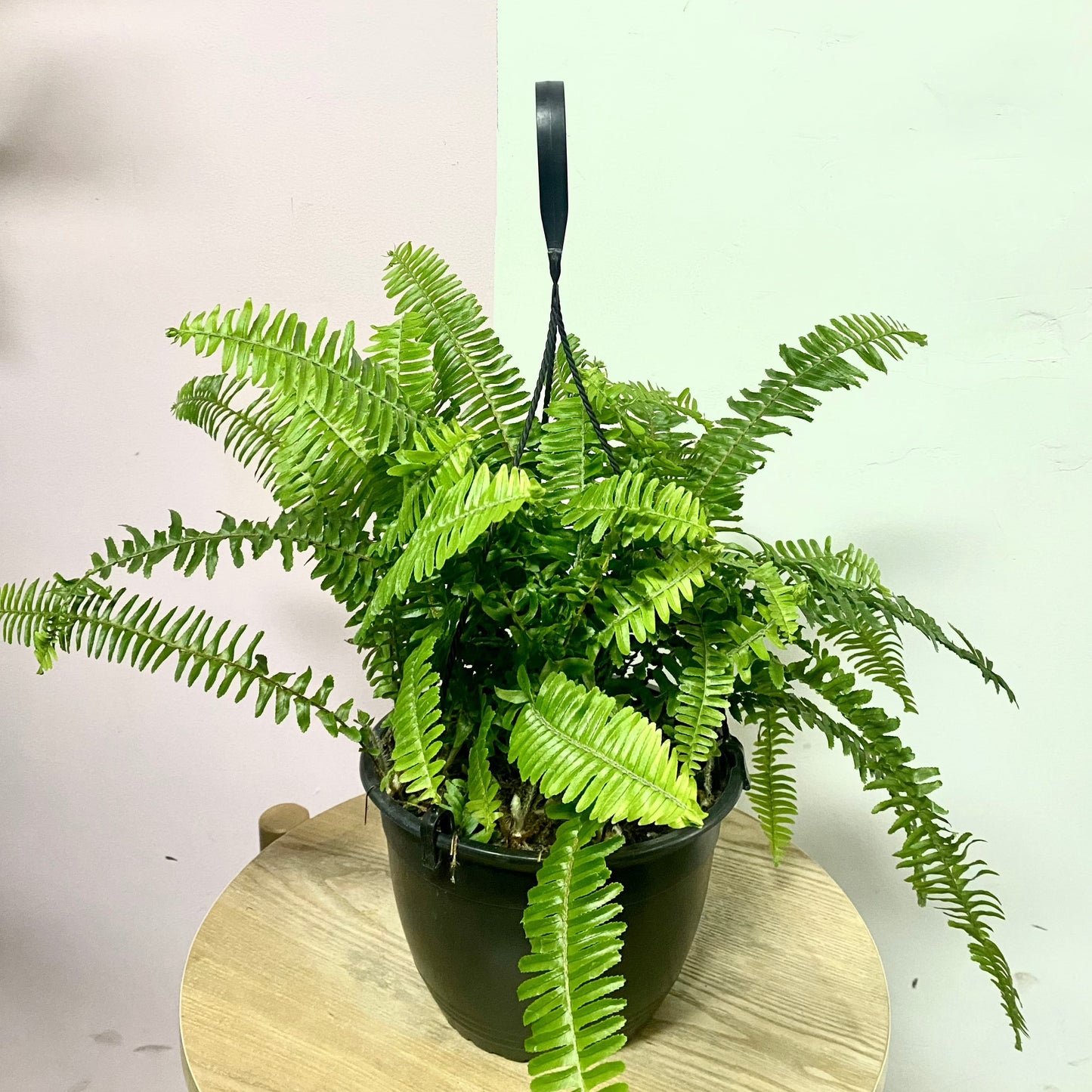 Boston Fern