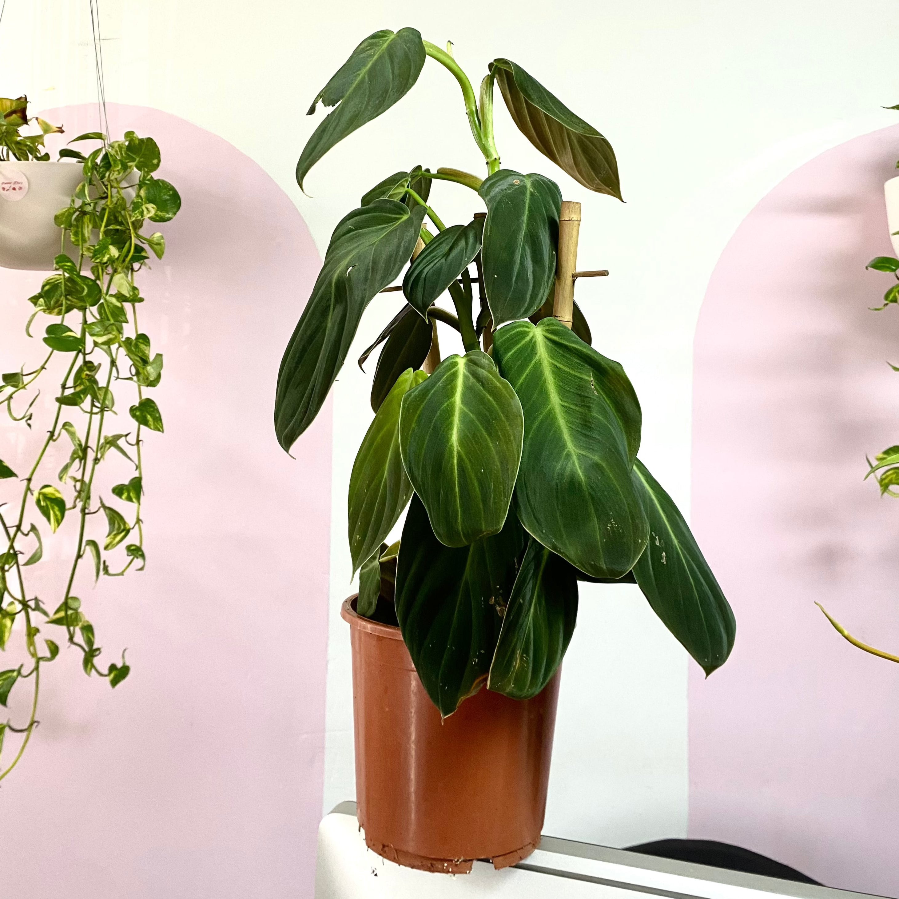 philodendron gigas growth rate Philodendron Gigas Giant – Climbing Indoor Plant