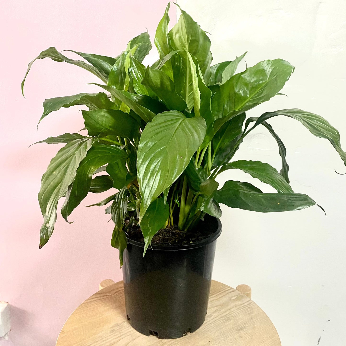 Peace Lily