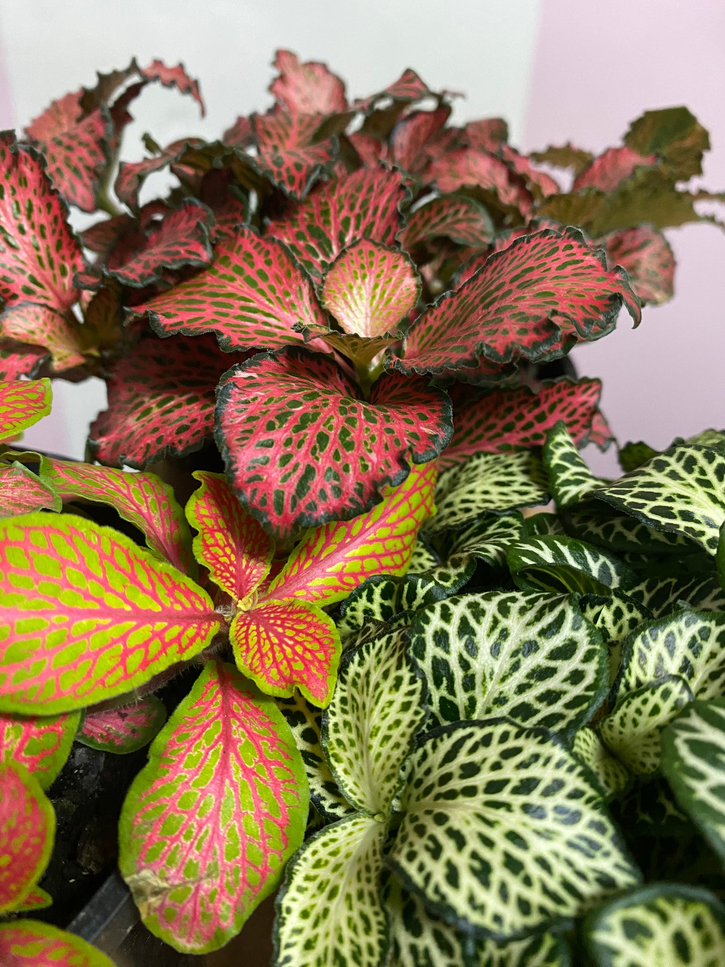 Fittonia 'Ruby'