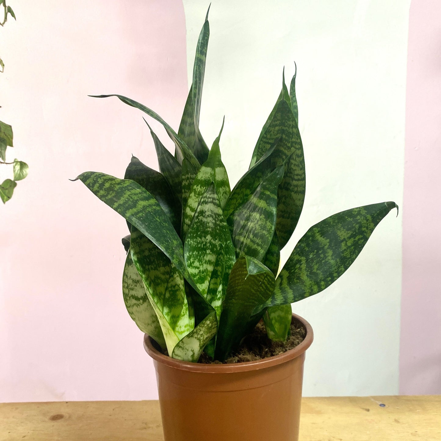 Sansevieria Snake Plant