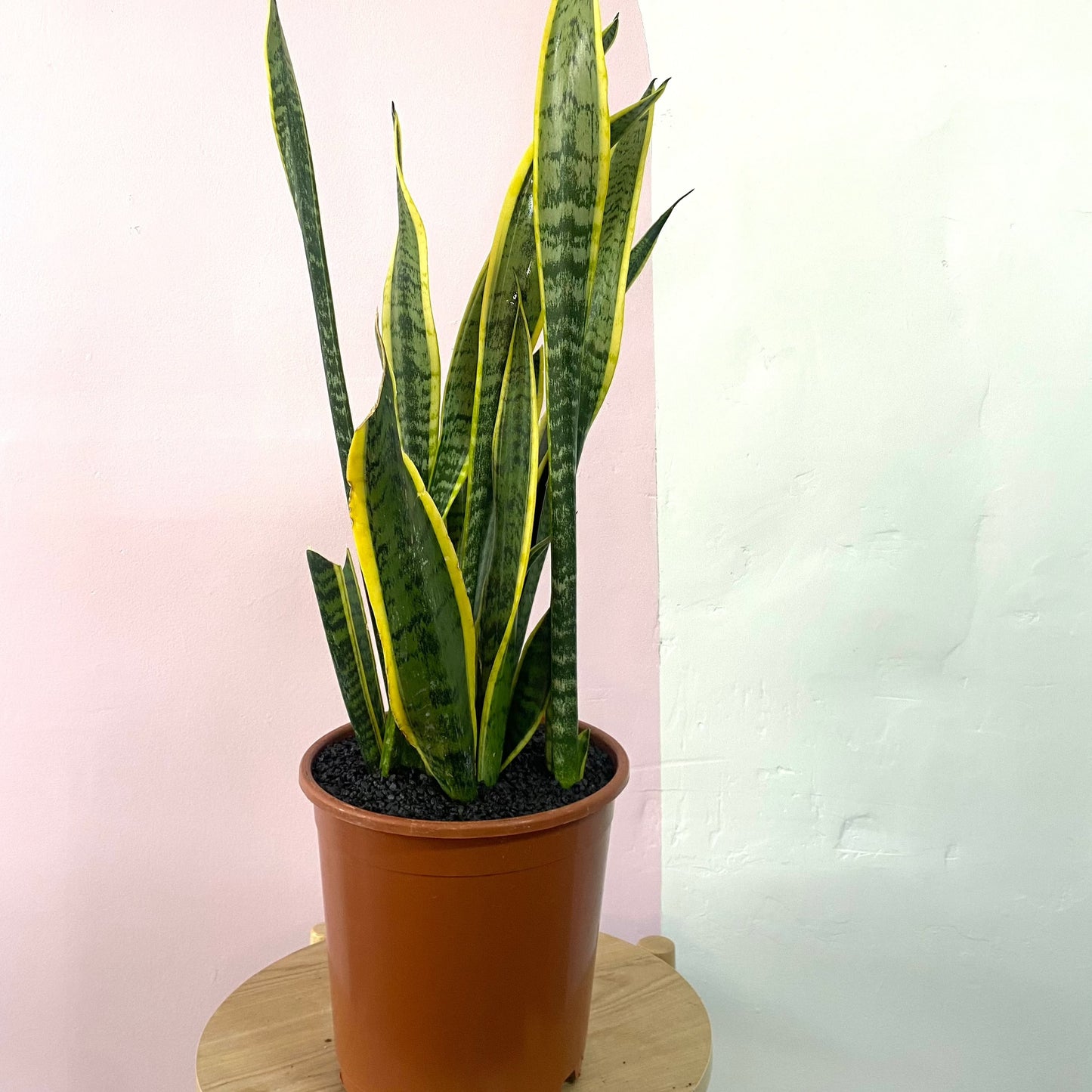 Sansevieria Snake Plant