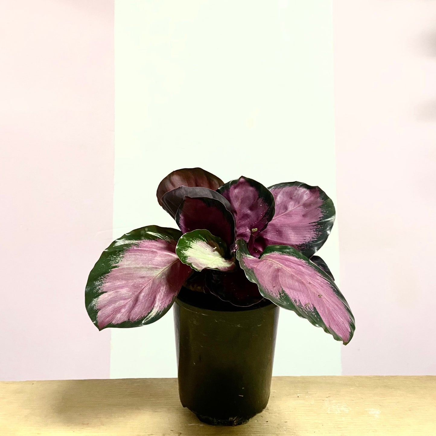 Calathea 'Purple Rose'