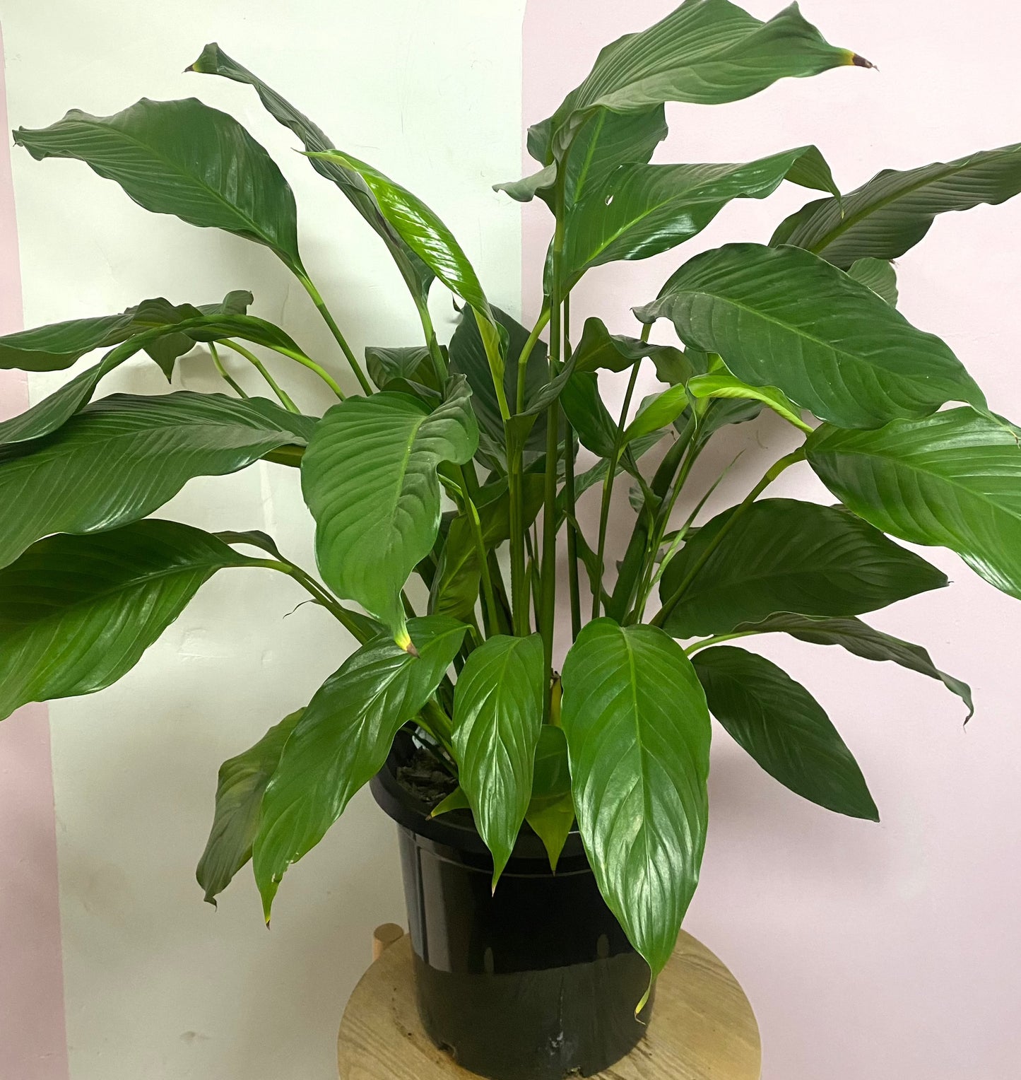 Peace Lily