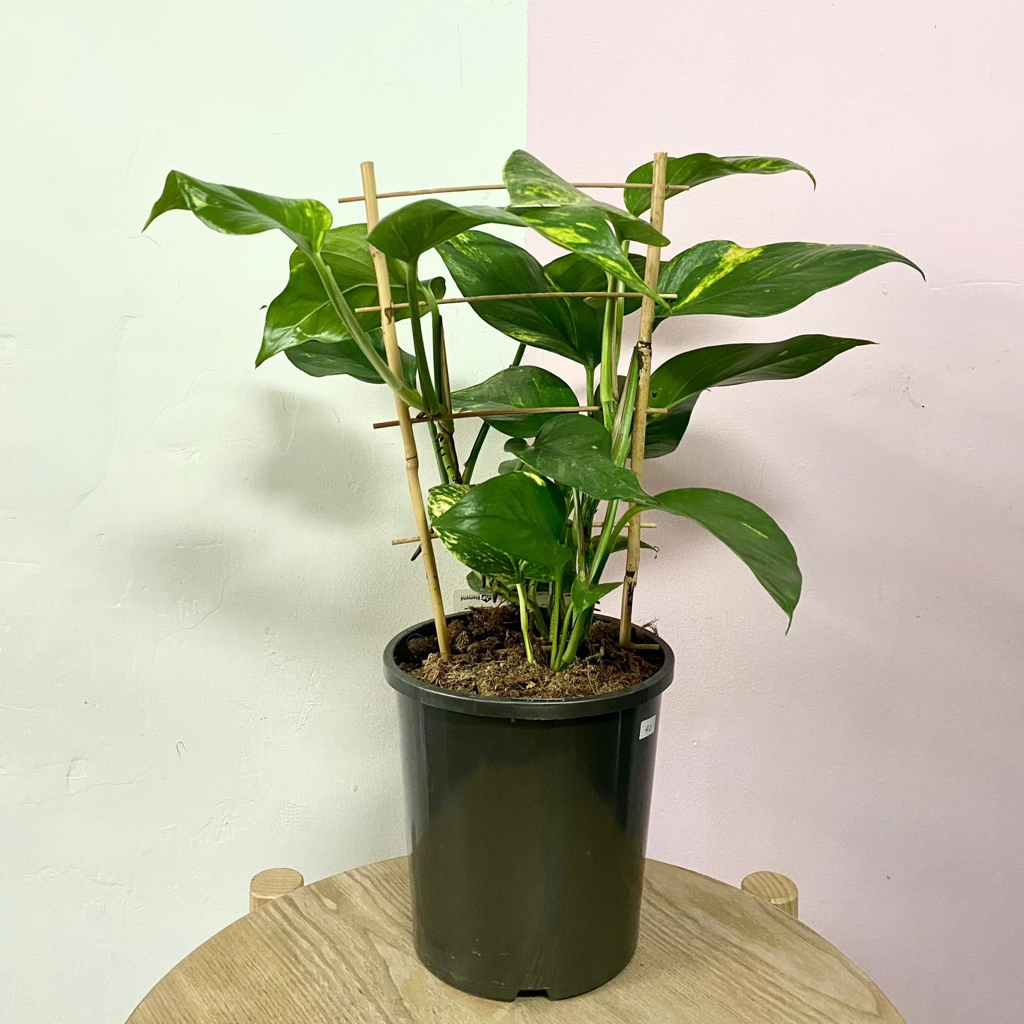Devils Ivy 'Pothos' on Ladder