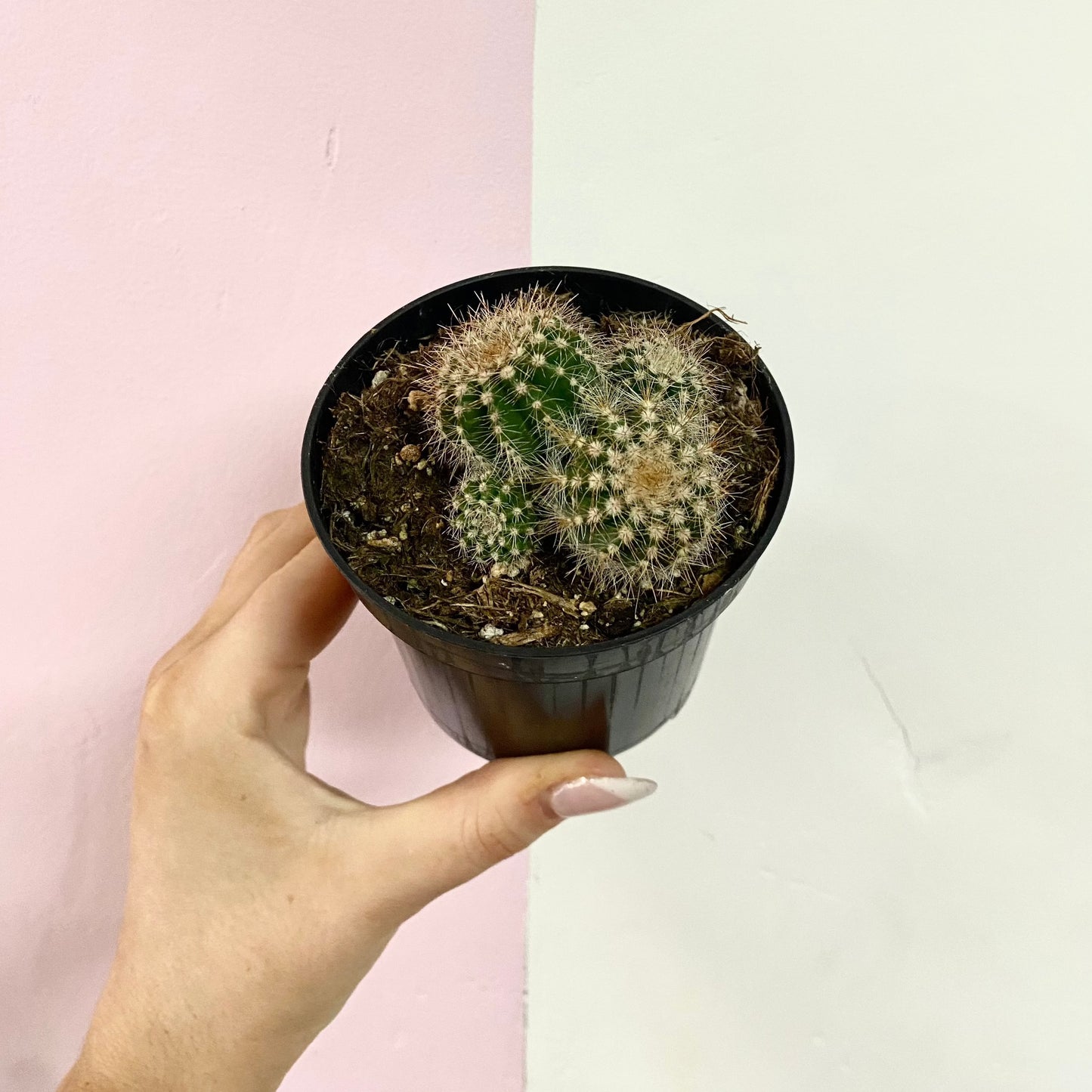 Baby Cactus