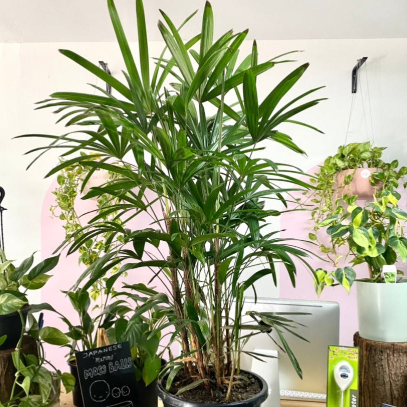 finger palm plant Lady Finger Palm – Indoor Palm
