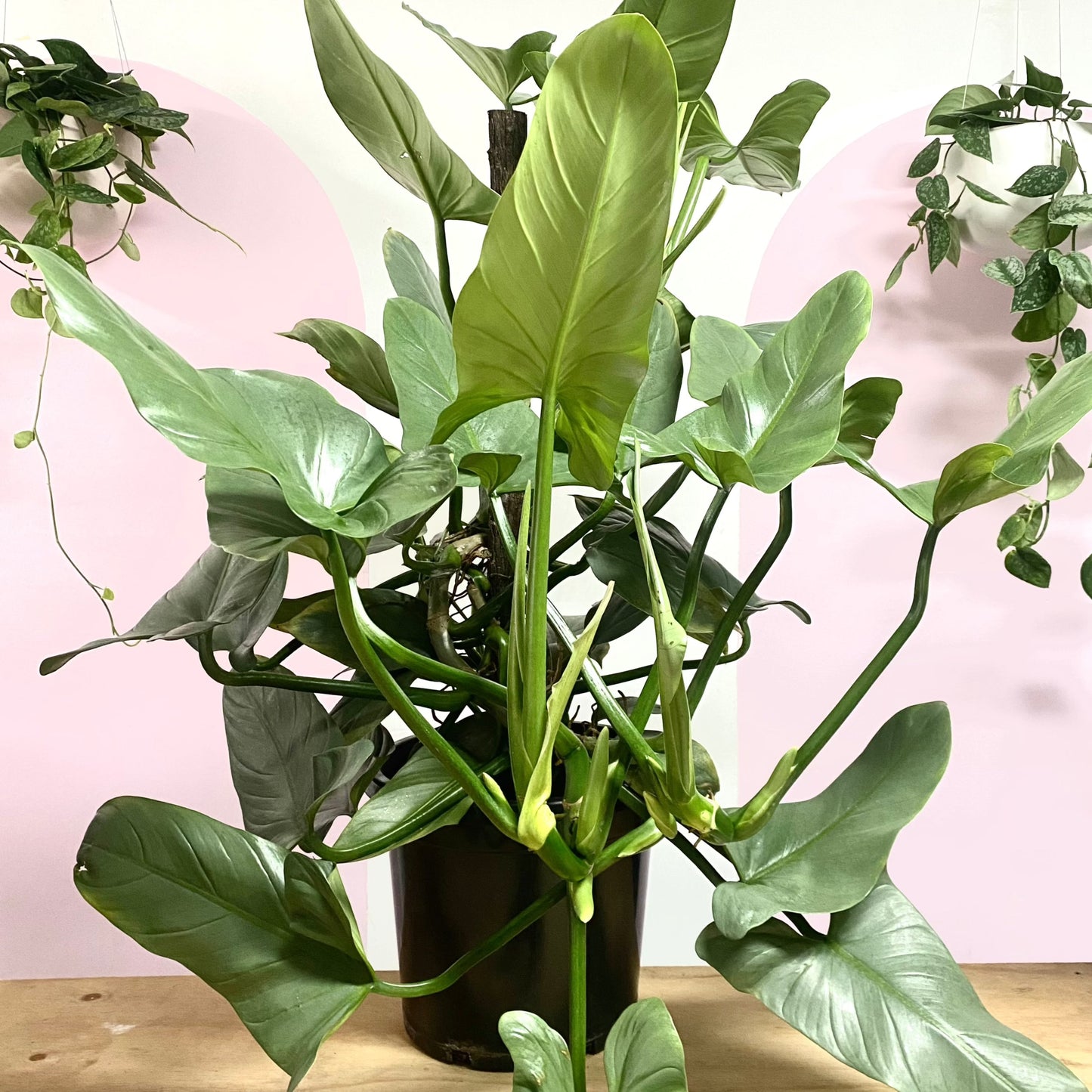 Silver Sword Philodendron on Coco Totem Pole