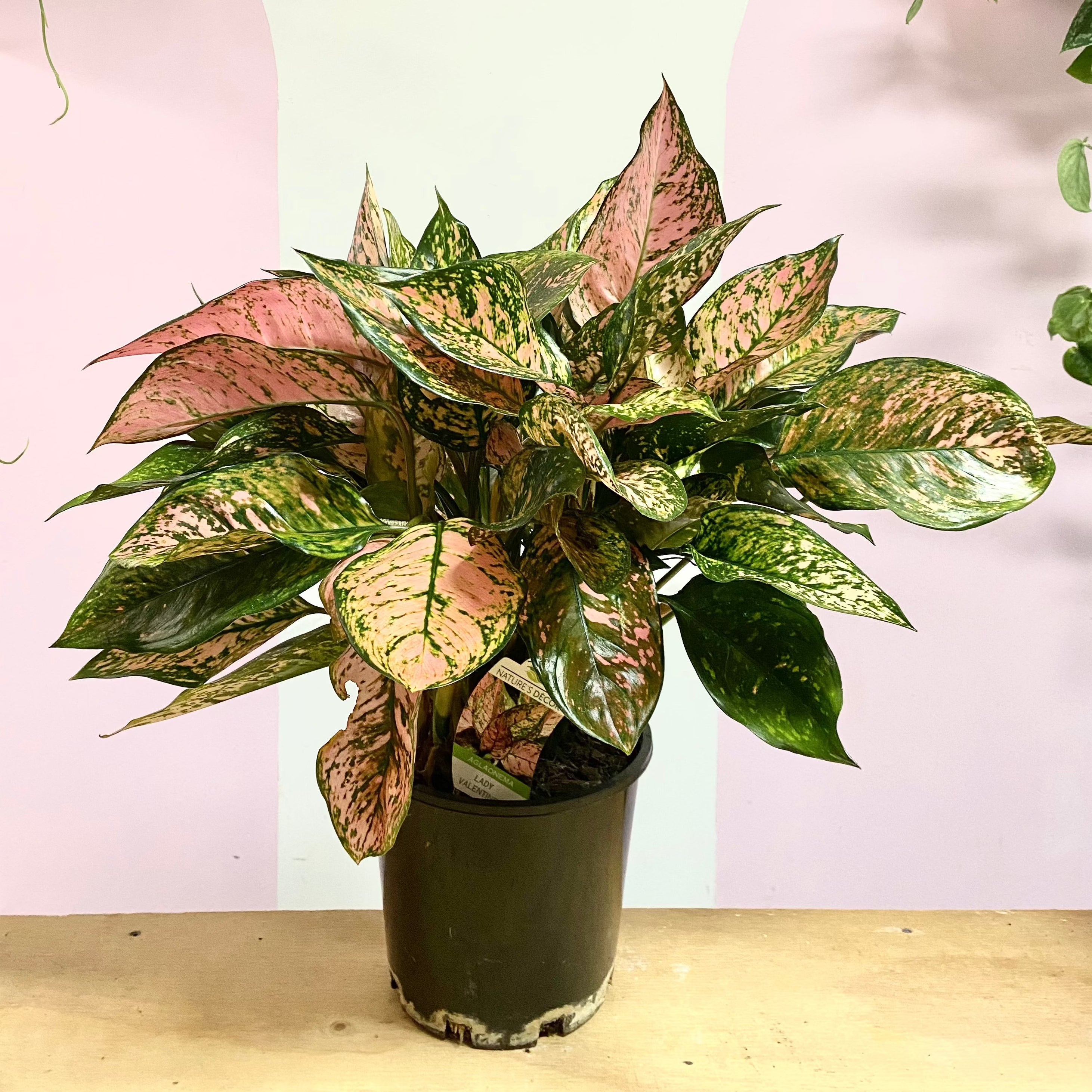 aglaonema commutatum lady valentine Aglaonema 'Lady Valentine' – Low-Light Indoor Plant