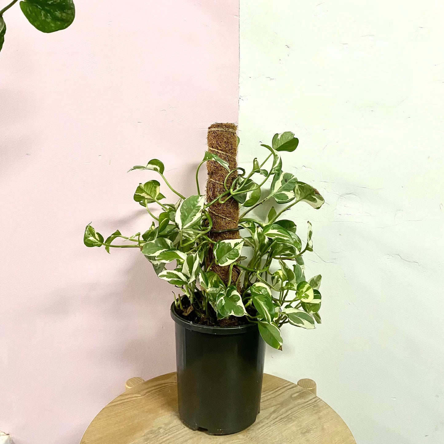 Snow Queen Pothos on Totem