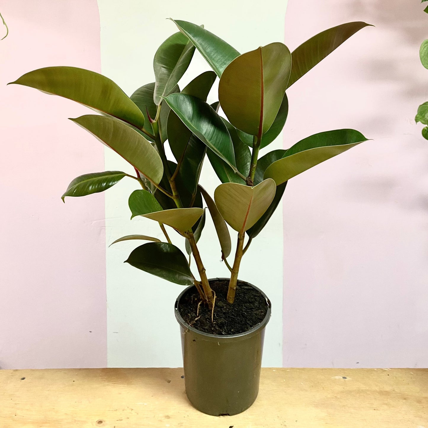 Rubber Tree