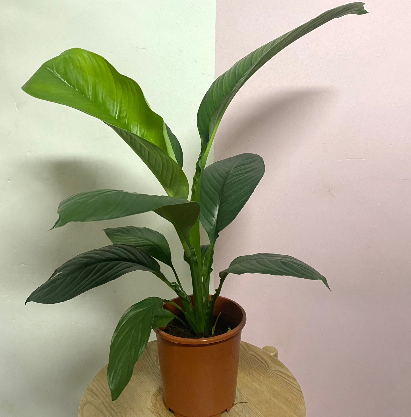 Peace Lily Sensation