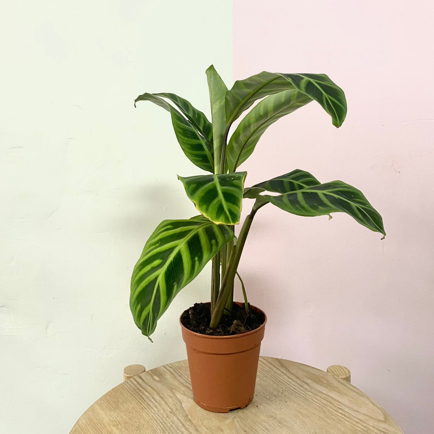 Calathea Zebrina
