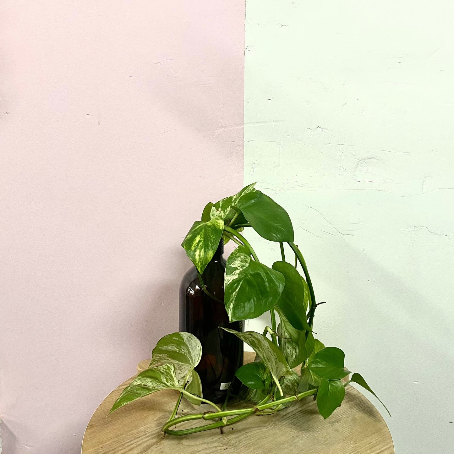 Hydroponic Pothos in Brown Glass vessel