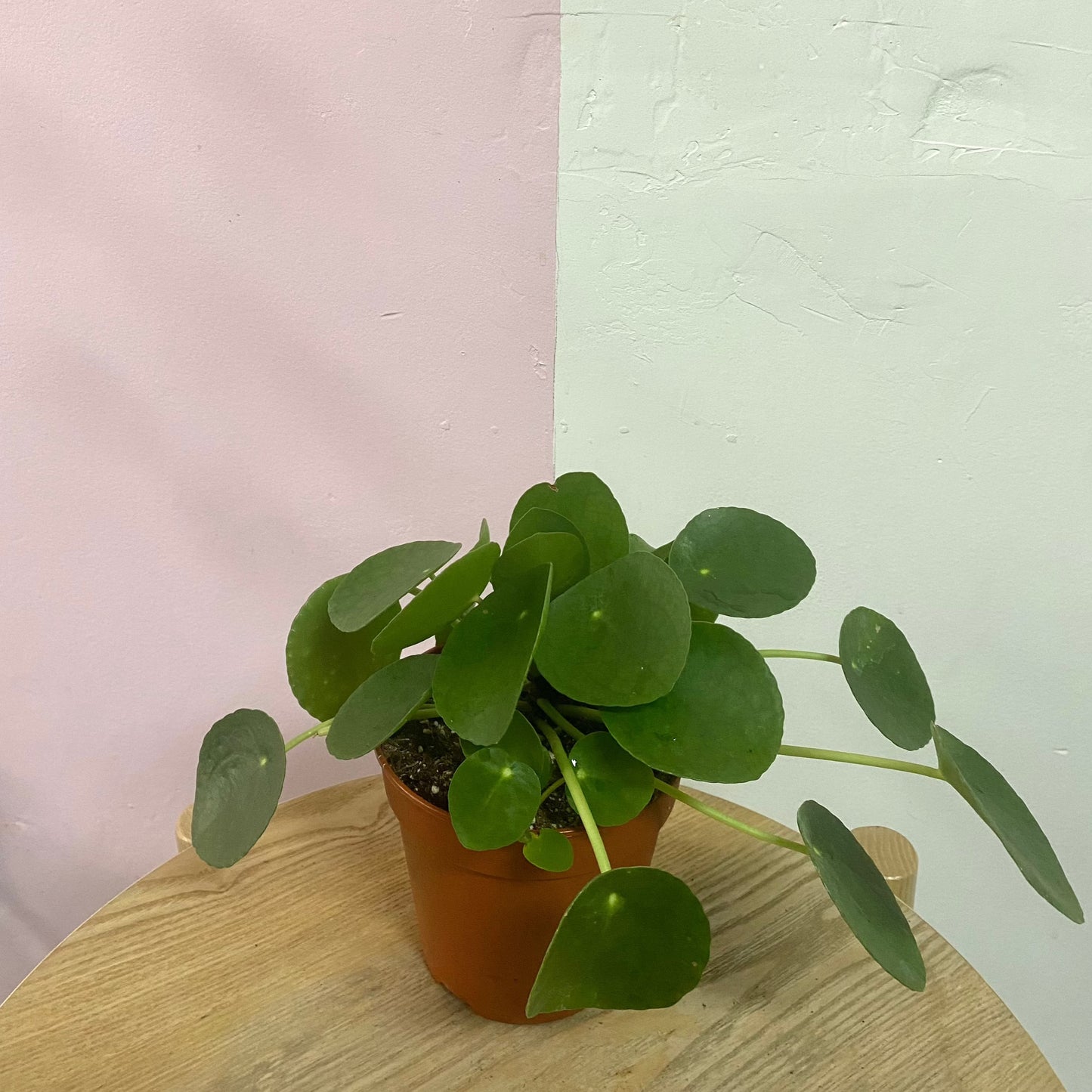 Pilea 'Chinese Money Plant'