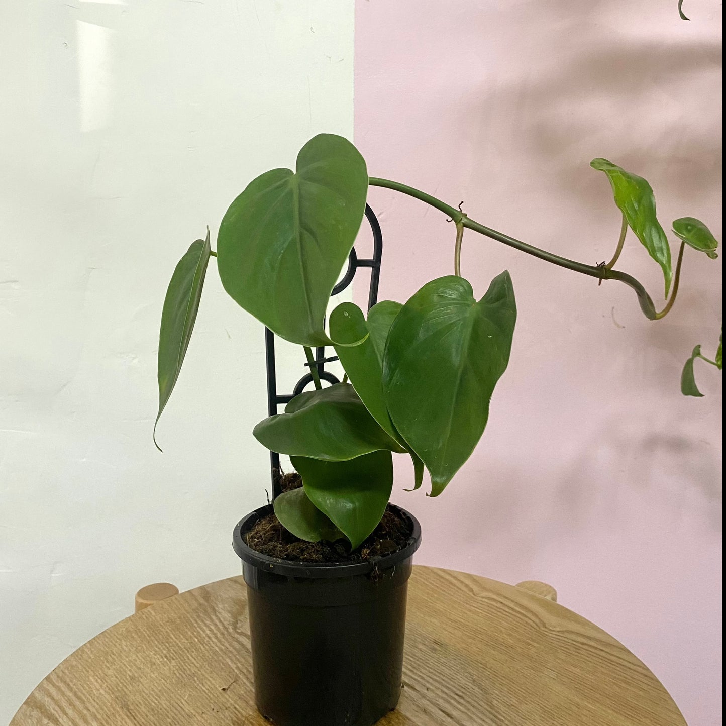 Heart Leaf Philodendron