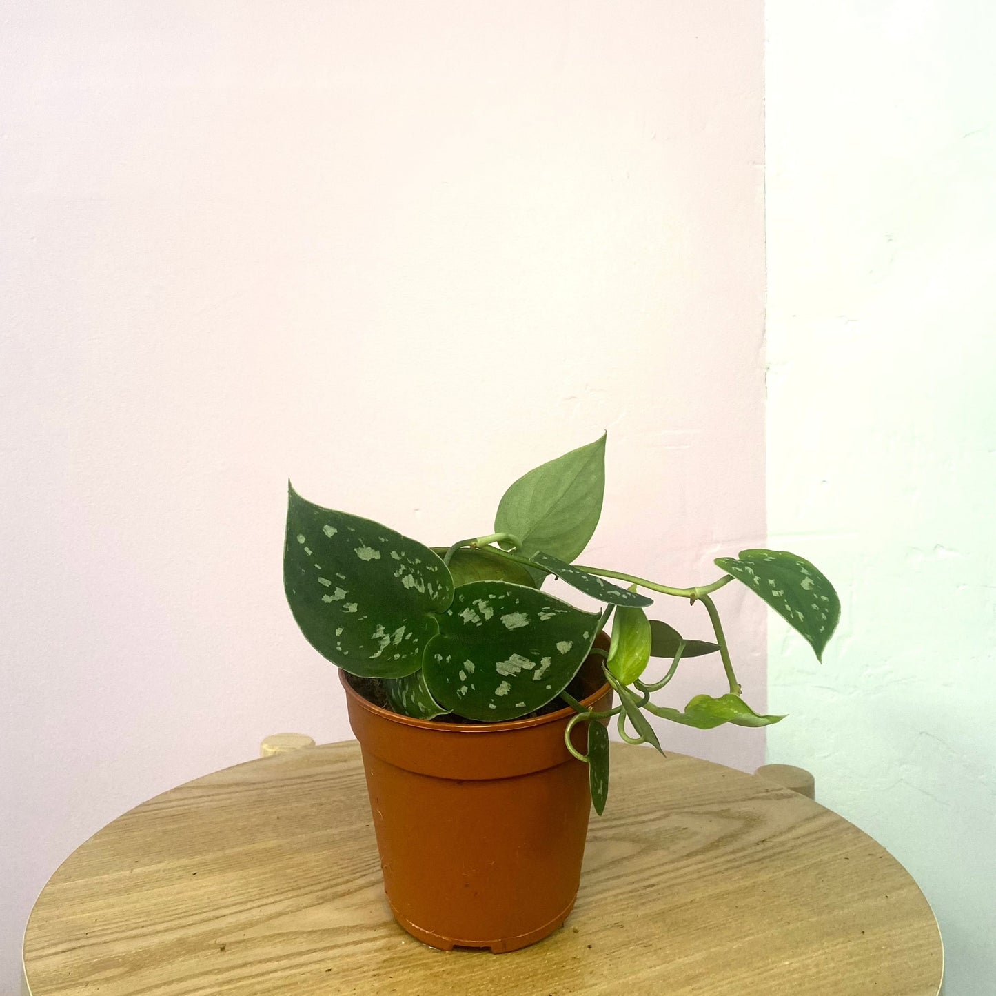 Silver Satin Pothos