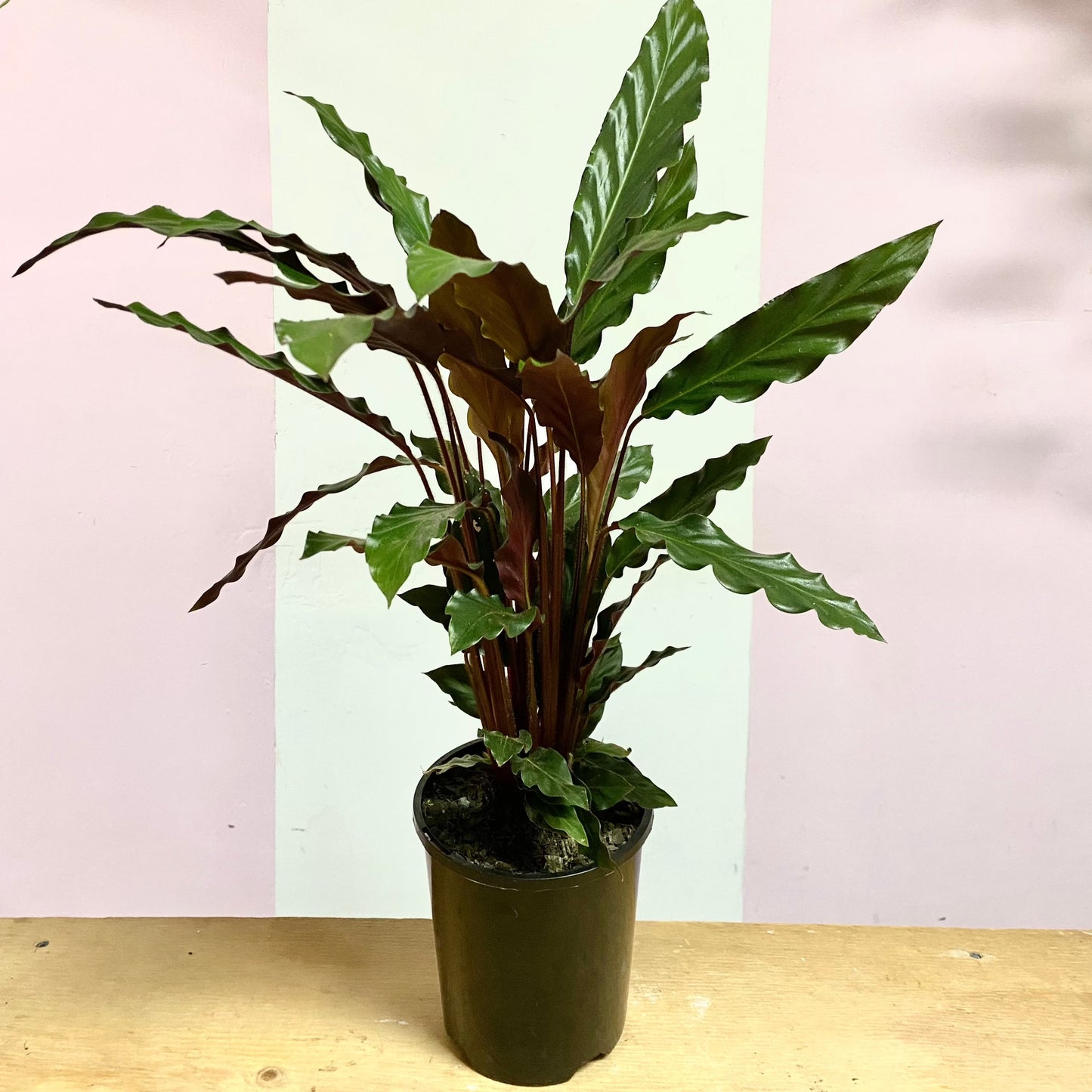 Calathea Velvet 'Rufibarba'