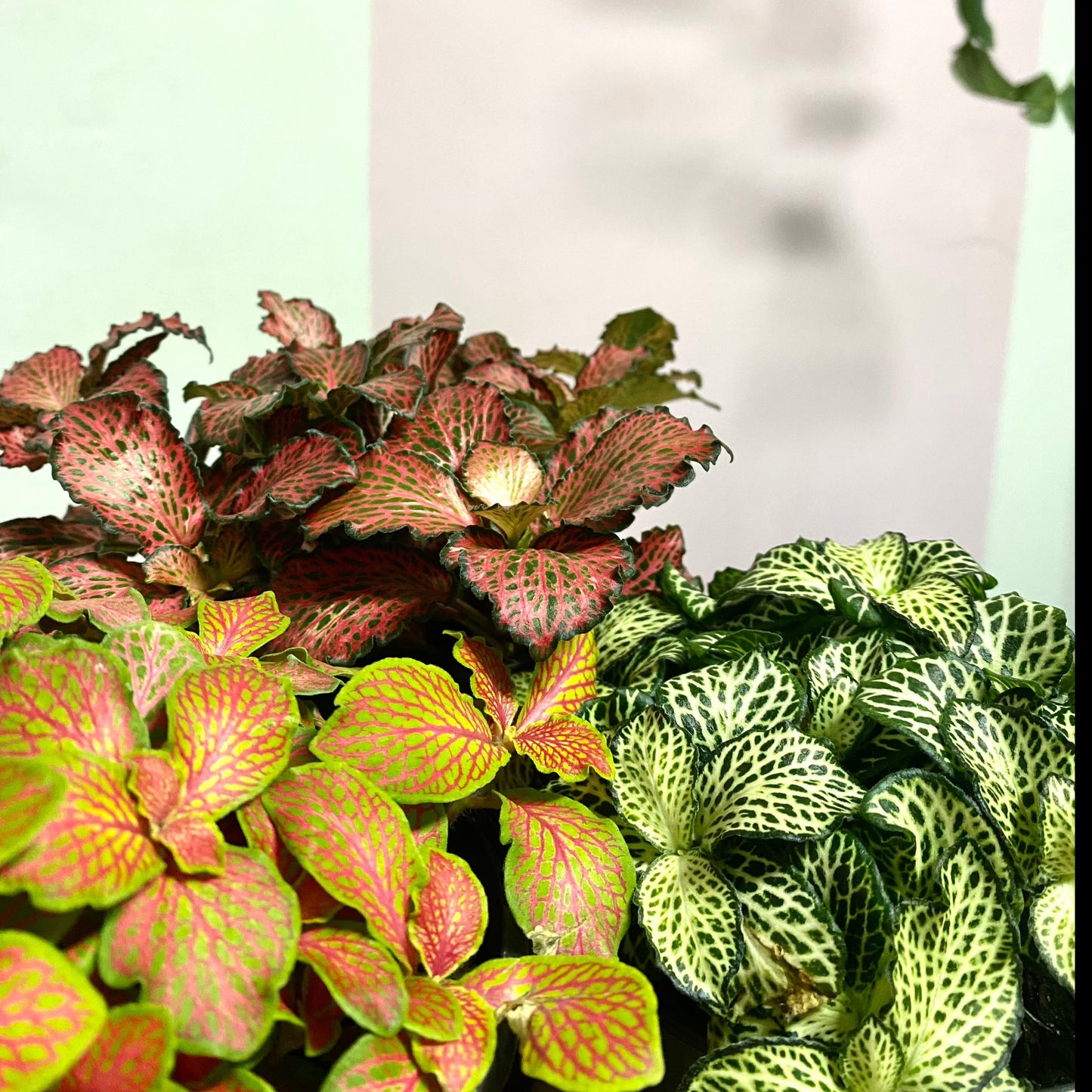 Fittonia 'Strawberry and Lime'