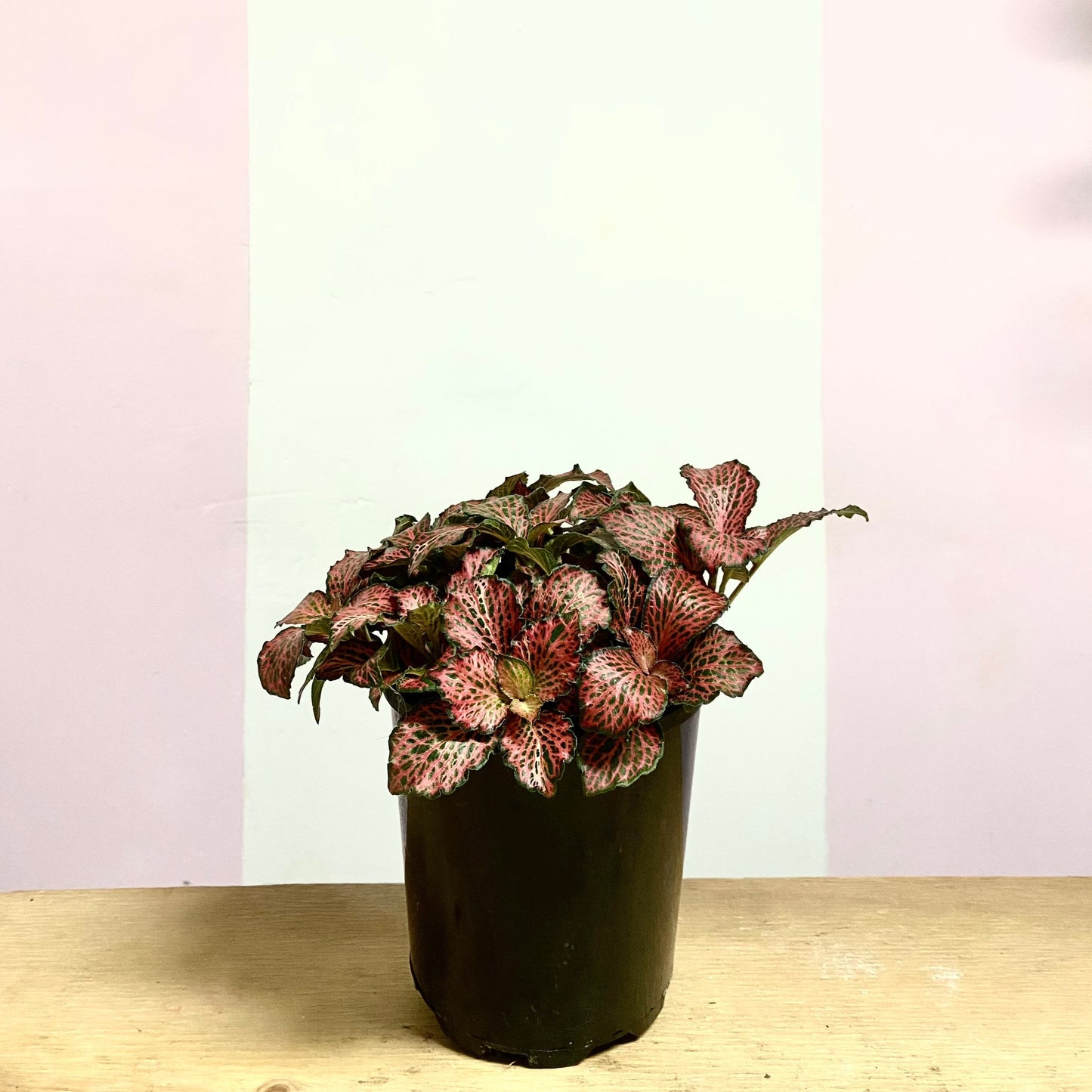 Fittonia 'Ruby'
