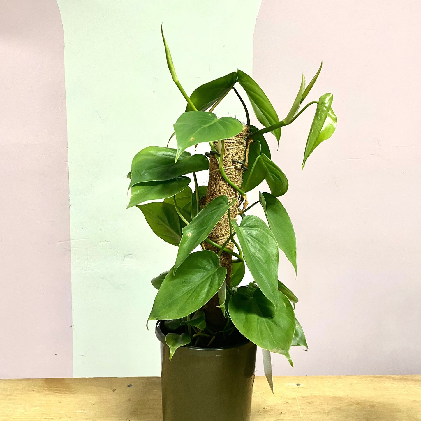 Heart Leaf Philodendron