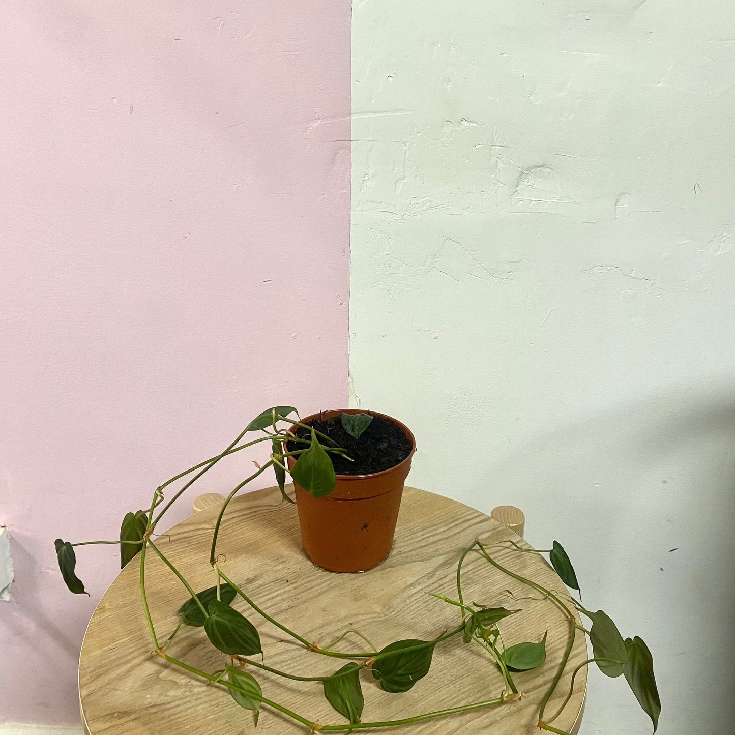 Philodendron Mican