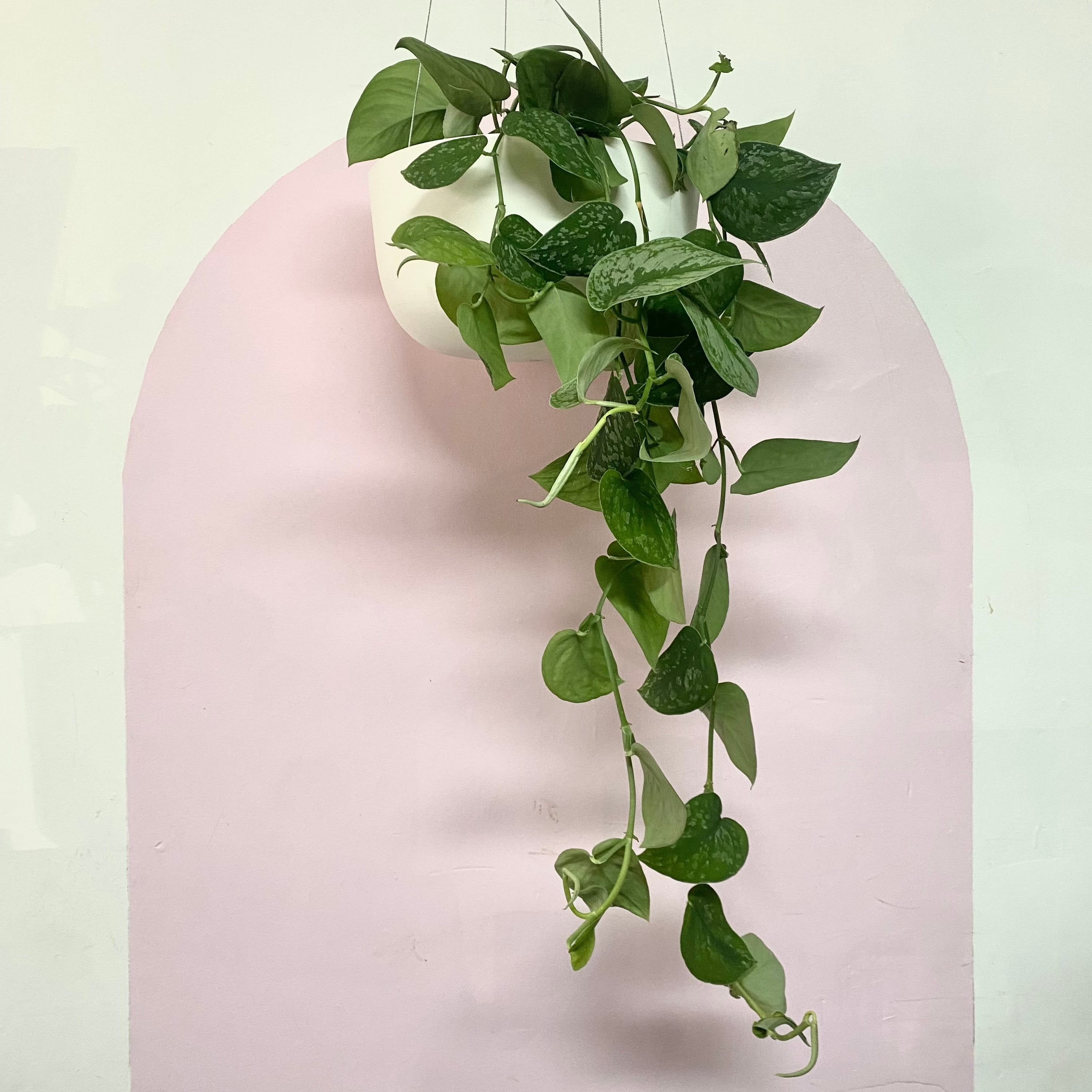 hanging satin pothos Silver Satin Pothos Hanging Basket – Trailing Indoor Plant