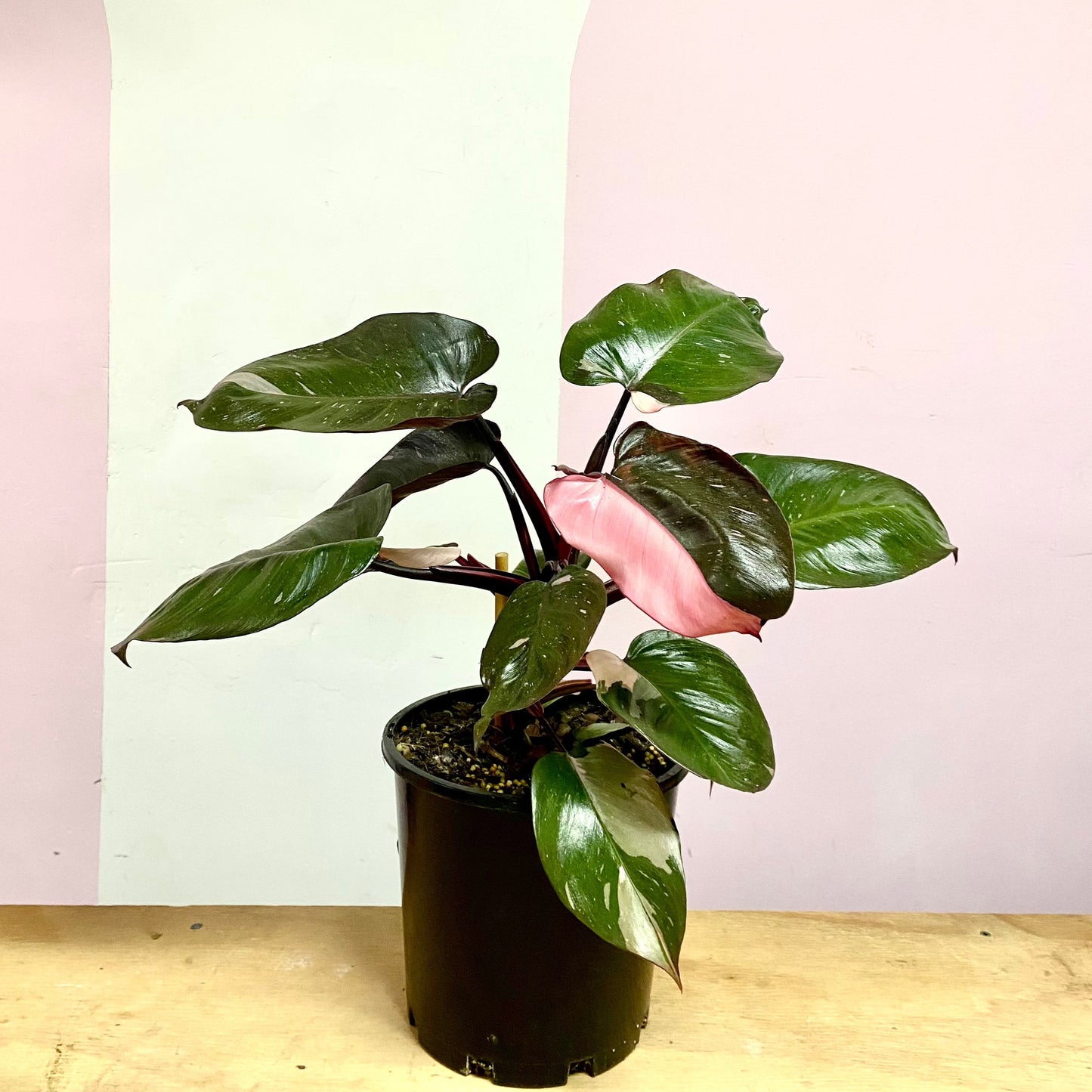 Pink Princess Philodendron