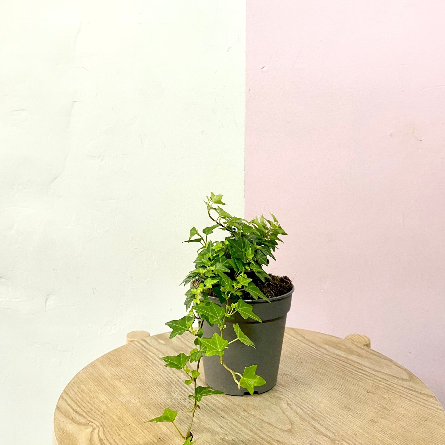 English Ivy