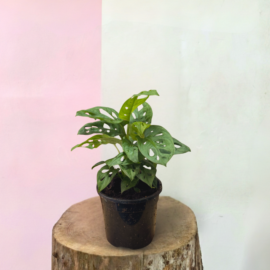 swiss cheese plant 中文 瑞士奶酪植物——叶子独特的蔓生室内植物| Green Envy – Green Envy Indoor Plants