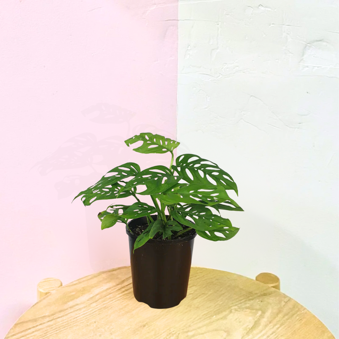 Monstera Adansonii 'Swiss Cheese Plant'