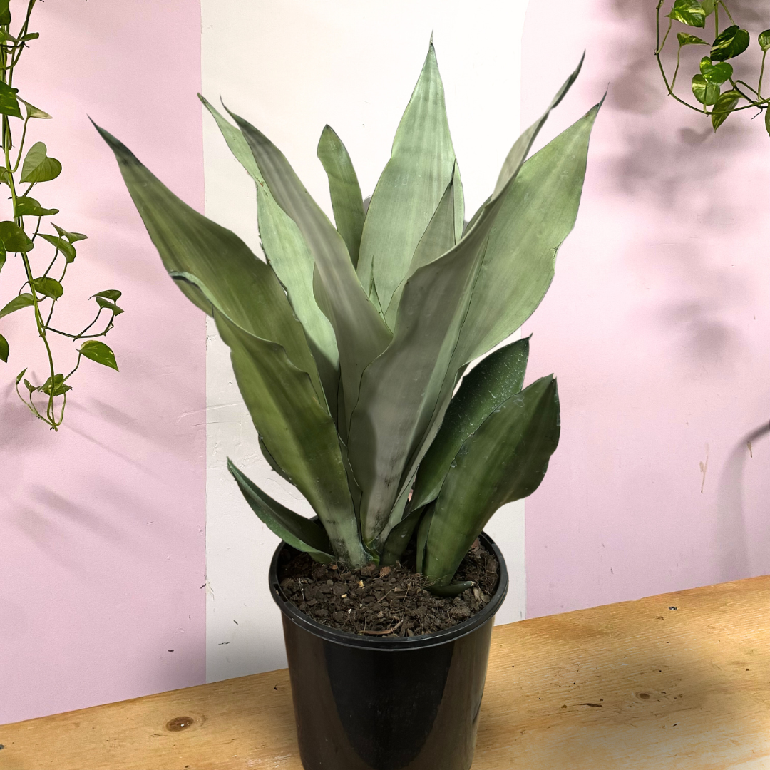 sansevieria moonshine light Sansevieria Snake Plant - Moonshine – Low-Light Indoor Plant