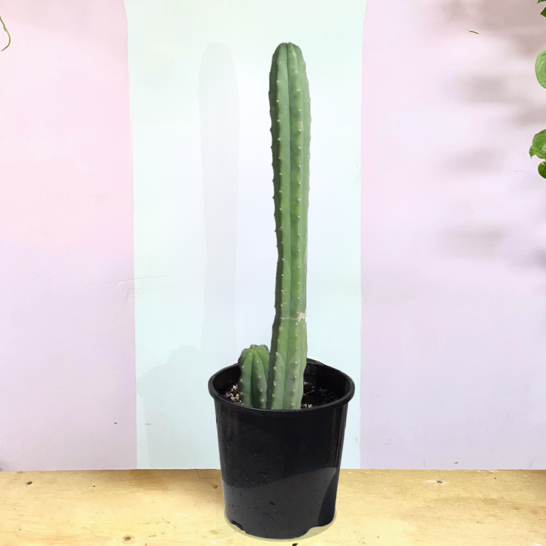 San Pedro Cactus