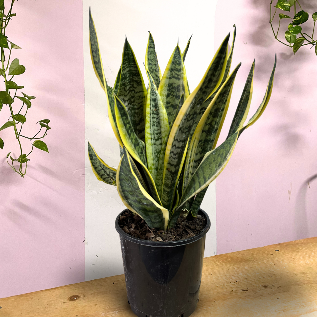 Sansevieria Snake Plant - Yellow Edge