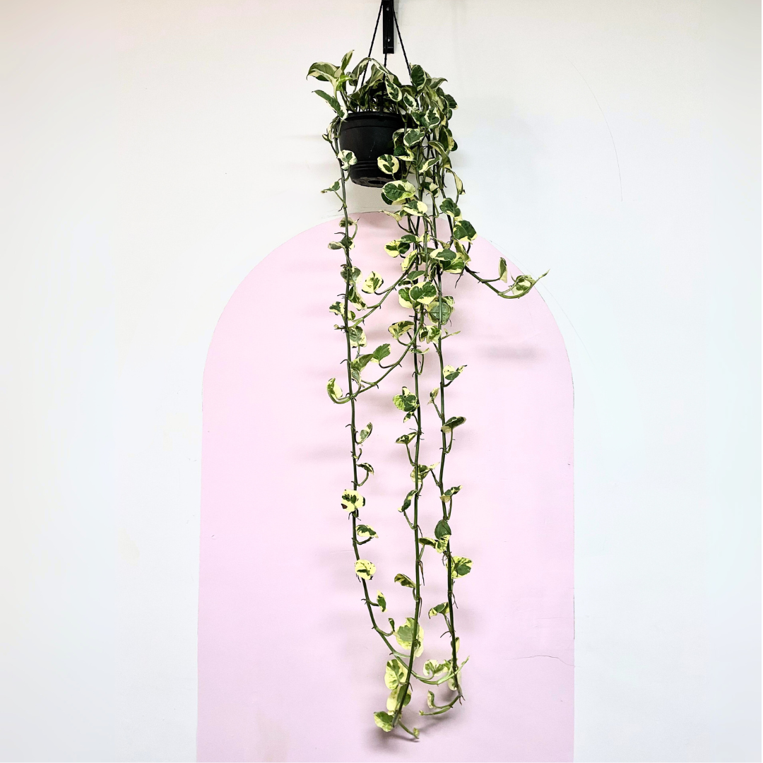 snow queen pothos hanging Snow Queen 'Pothos' Hanging Basket – Trailing Indoor Plant