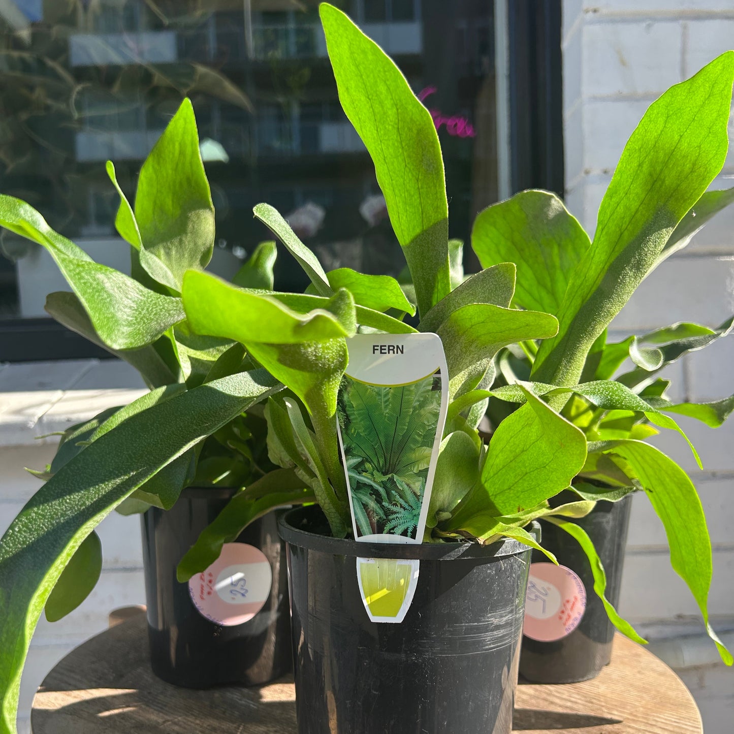 Staghorn Fern