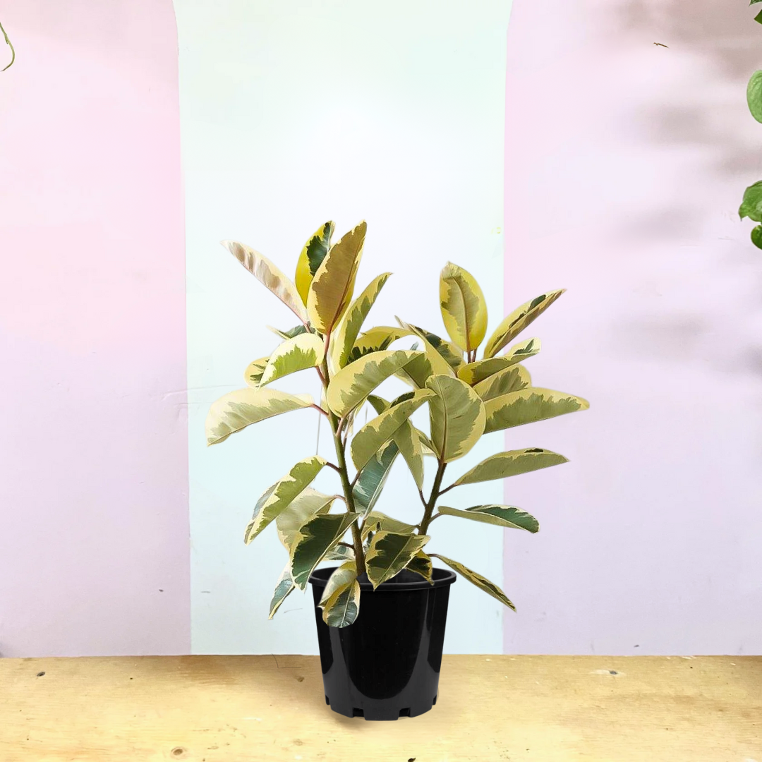 Tineke Rubber Tree