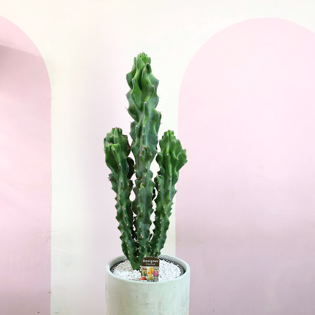 Cereus Peruvianus Monstrose Cactus