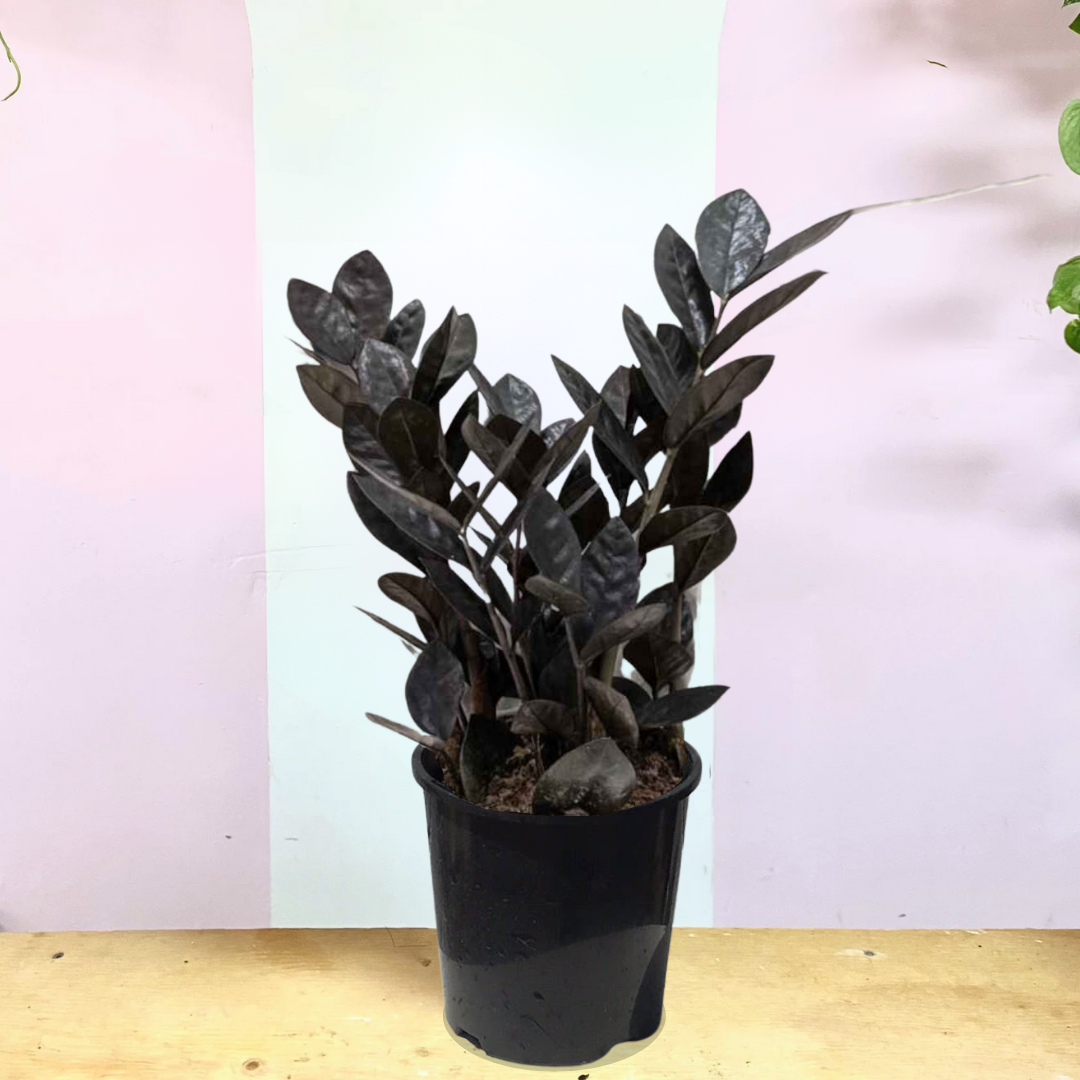 black zz plant australia Zanzibar Gem 'Black Raven' – Low-Light Indoor Plant